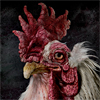 Florette Cock